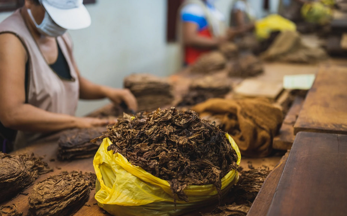 raw tobacco